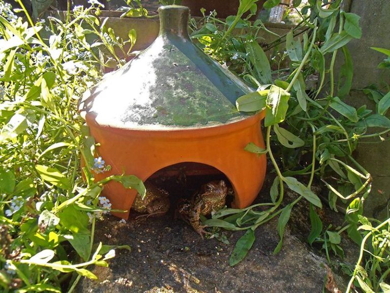 More Toads In Your Texas Yard Means Fewer Nighttime Garden Pests
