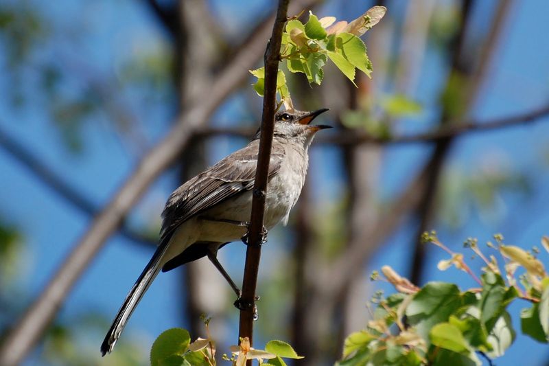 Morning song can defend space or support social behavior