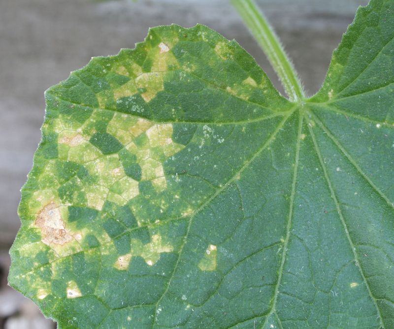 Mosaic leaves show a symptom pattern, not a diagnosis