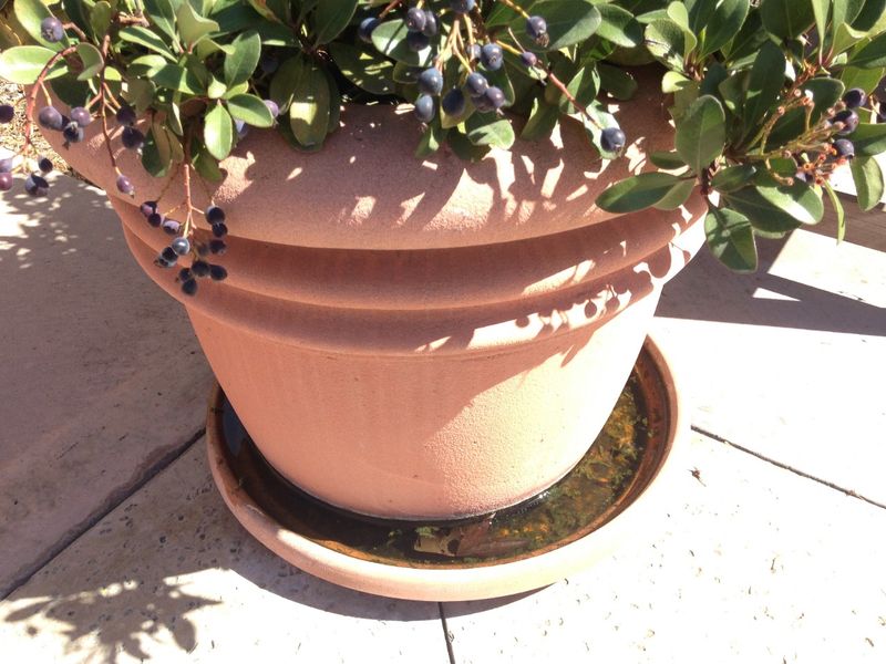 Mosquito control starts with standing water