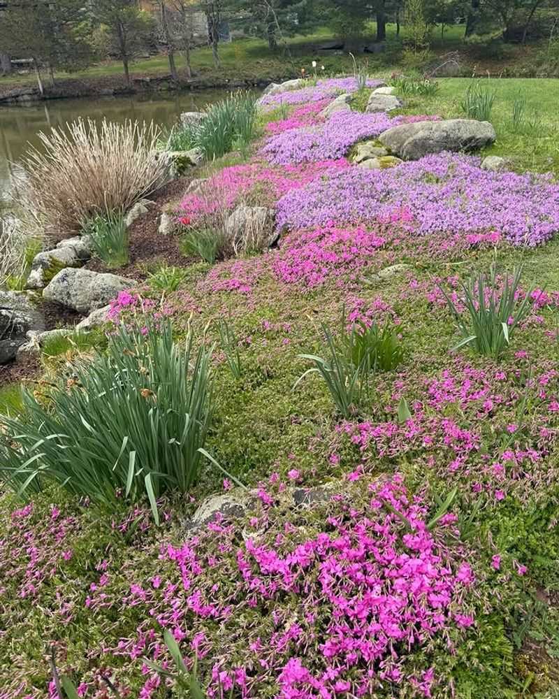 Moss phlox creates a low flowering mat