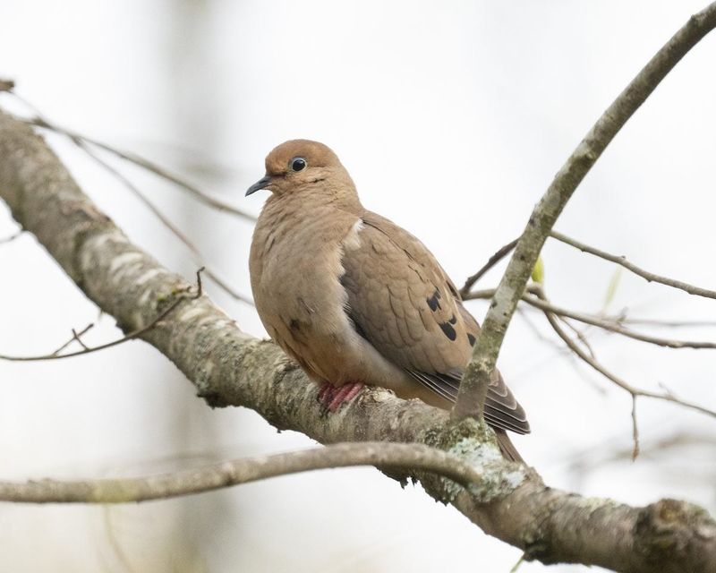 Mourning Dove Mourning Dove