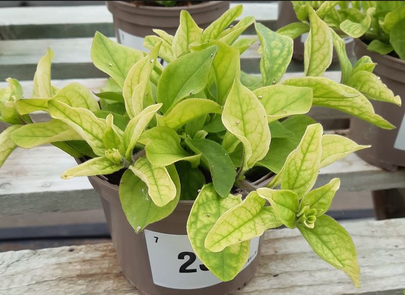 Watch for Yellowing From Iron Deficiency