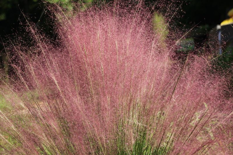 Muhly Grass