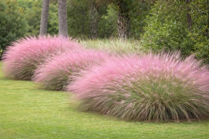 Muhly Grass (Muhlenbergia capillaris) Muhly Grass (Muhlenbergia capillaris)