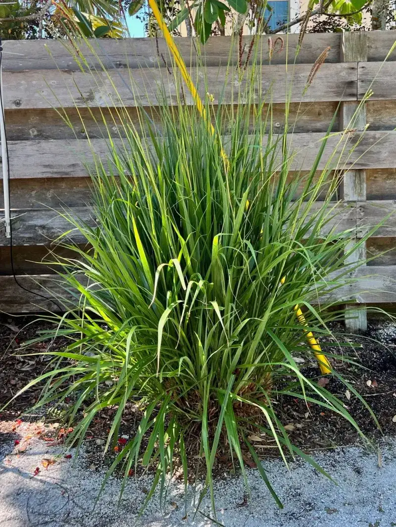 Fakahatchee Grass (Tripsacum dactyloides)