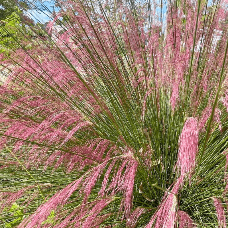 Muhly Grass Muhly Grass