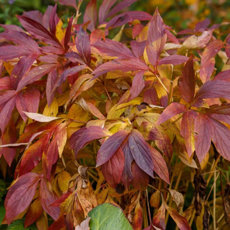 Don't Cut Back the Foliage Too Early