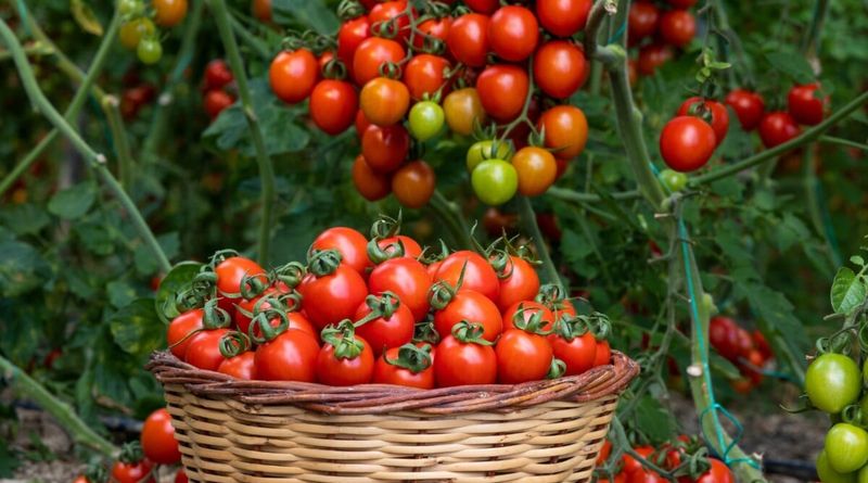 Small Changes Now, a Bigger Harvest Later