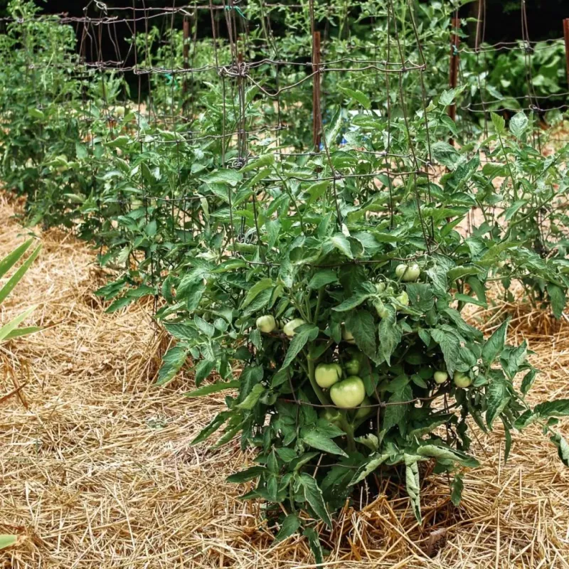 Mulch and careful timing can limit further heat stress