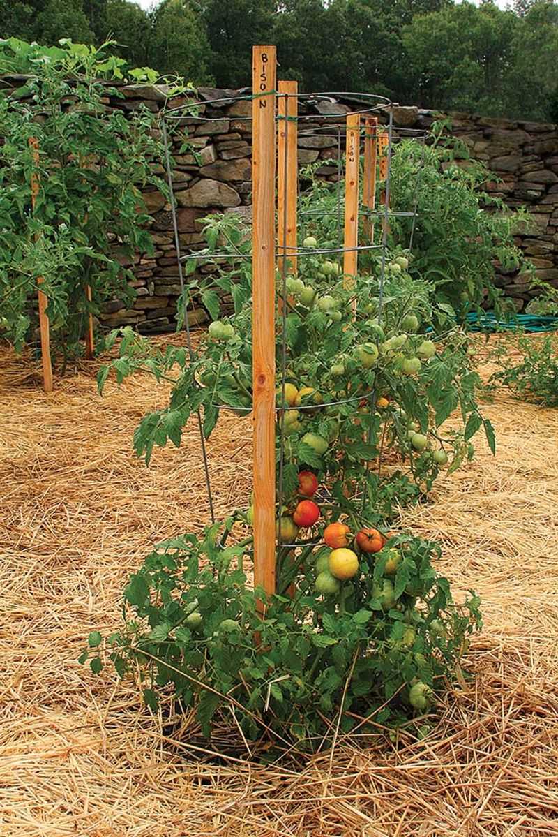 Stake or Cage Before the Vines Sprawl