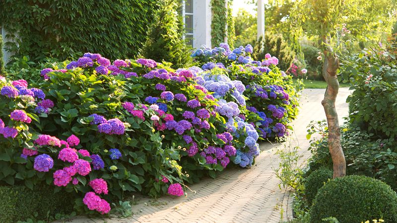 Find the Sweet Spot Between Sun and Shade