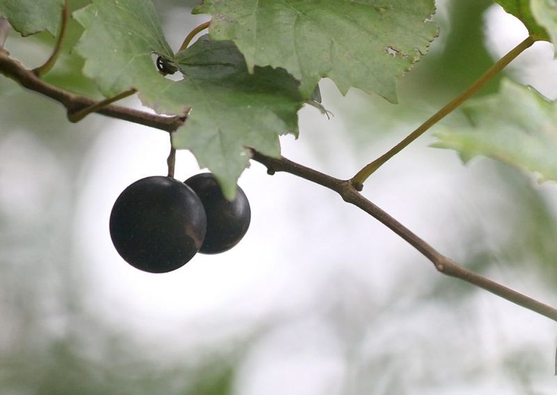 Muscadine Grape Muscadine Grape