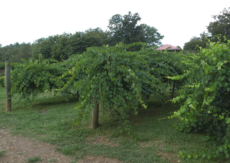 Muscadine Grape on Heavy-Duty Galvanized Wire