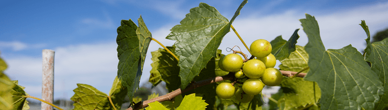 Muscadine Grape Muscadine Grape