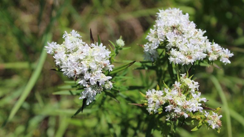 Narrowleaf mountain mint