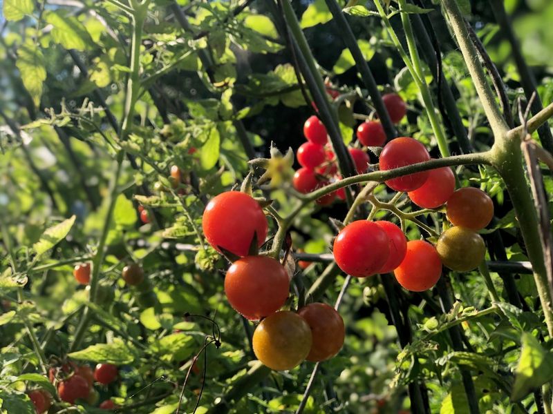 Everglades Tomato
