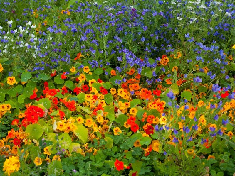 Nasturtium