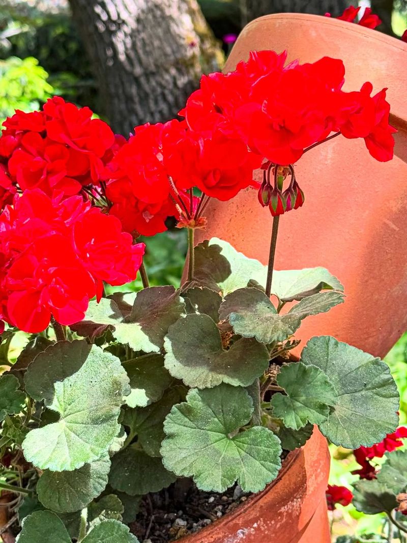 Geranium