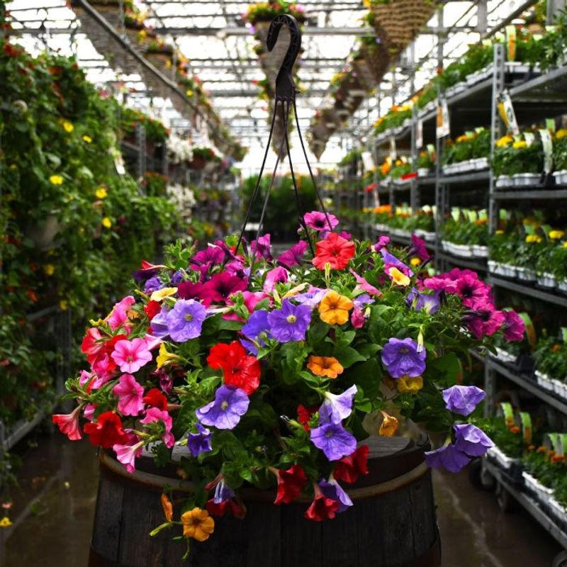 Petunias
