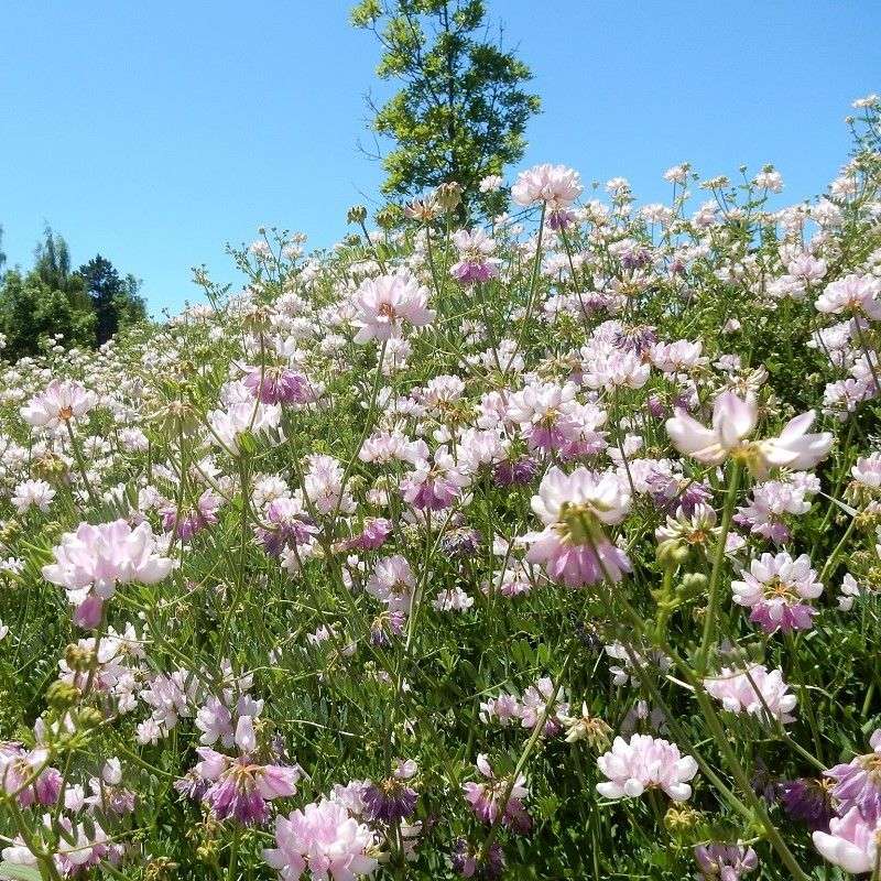 Crown Vetch