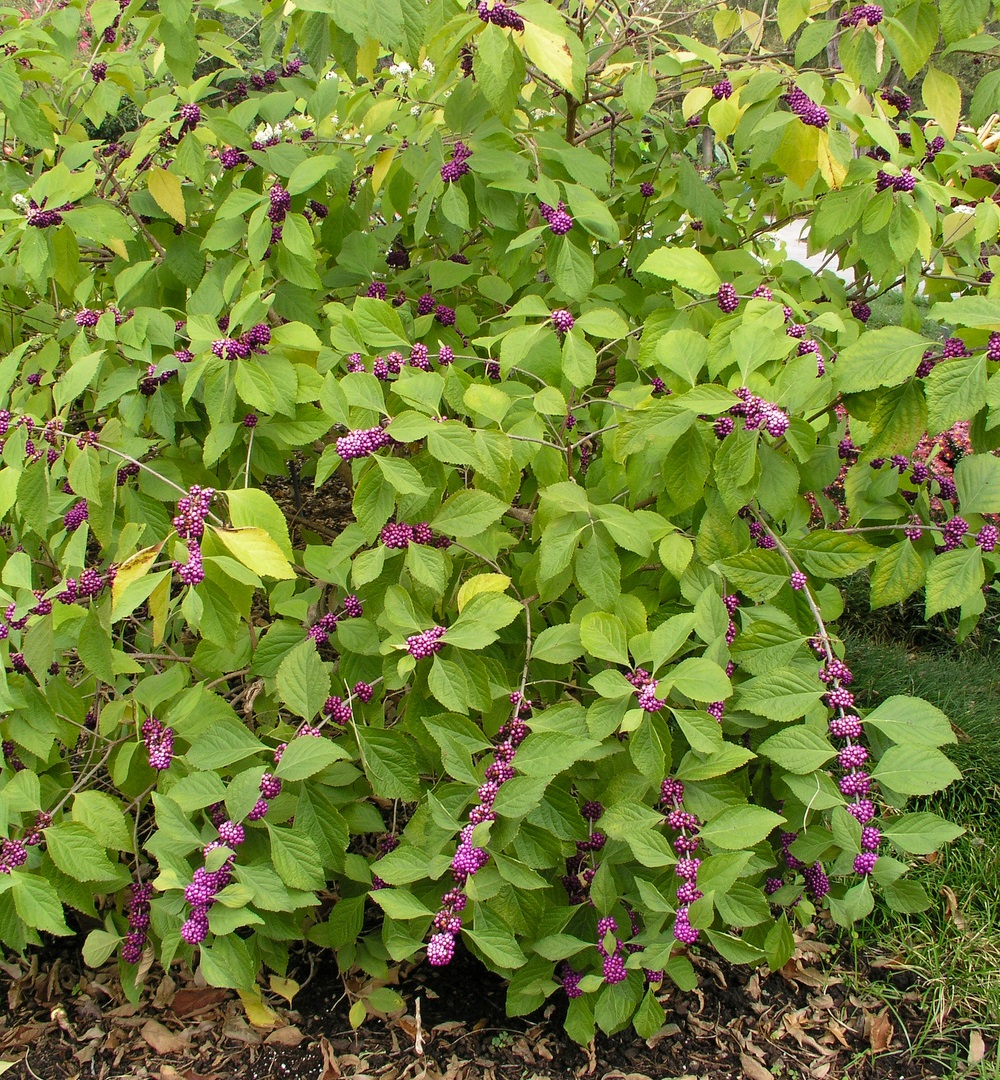 Native Plants Can Add Food and Cover Native Plants Can Add Food and Cover