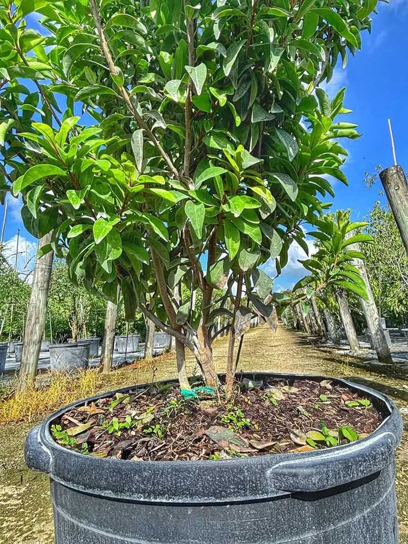 Native and Uncommon Plants