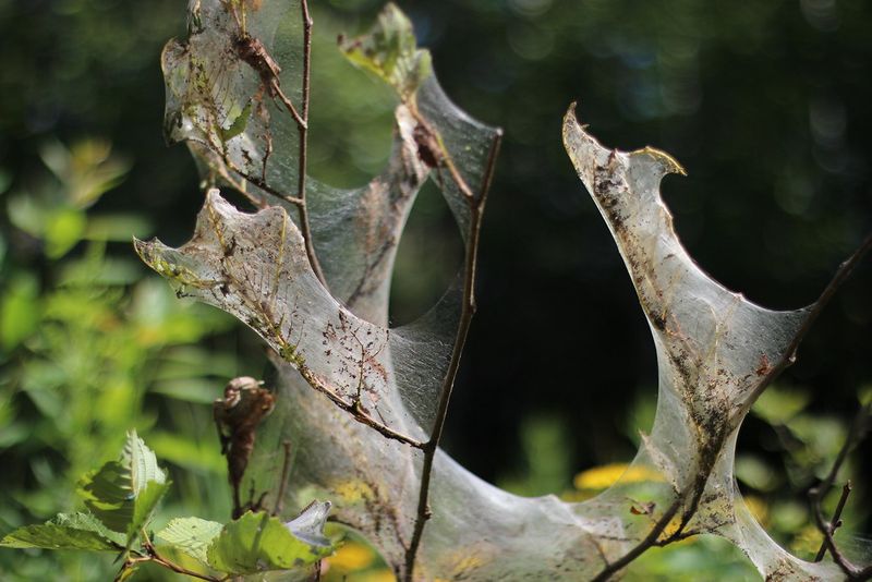 Natural enemies help, but they do not guarantee control