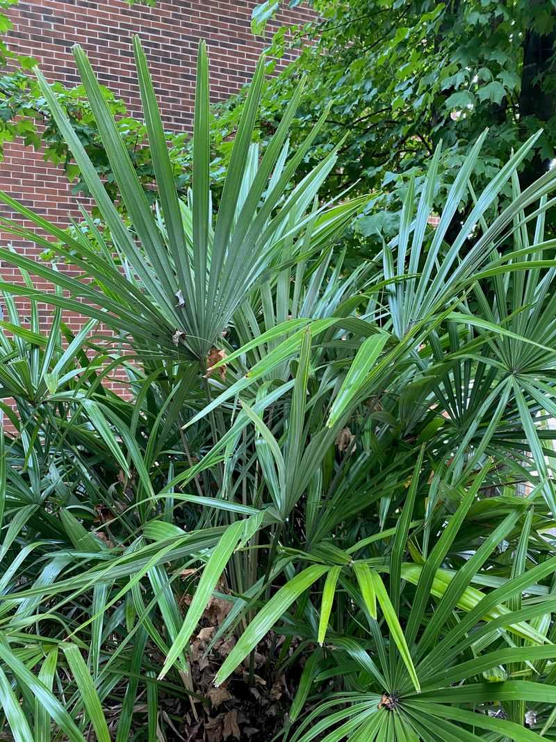 Needle palm offers a slower, more compact native form Needle palm offers a slower, more compact native form