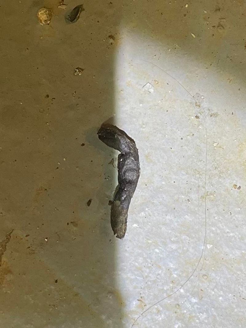 Snake Droppings on Patios and Rocks