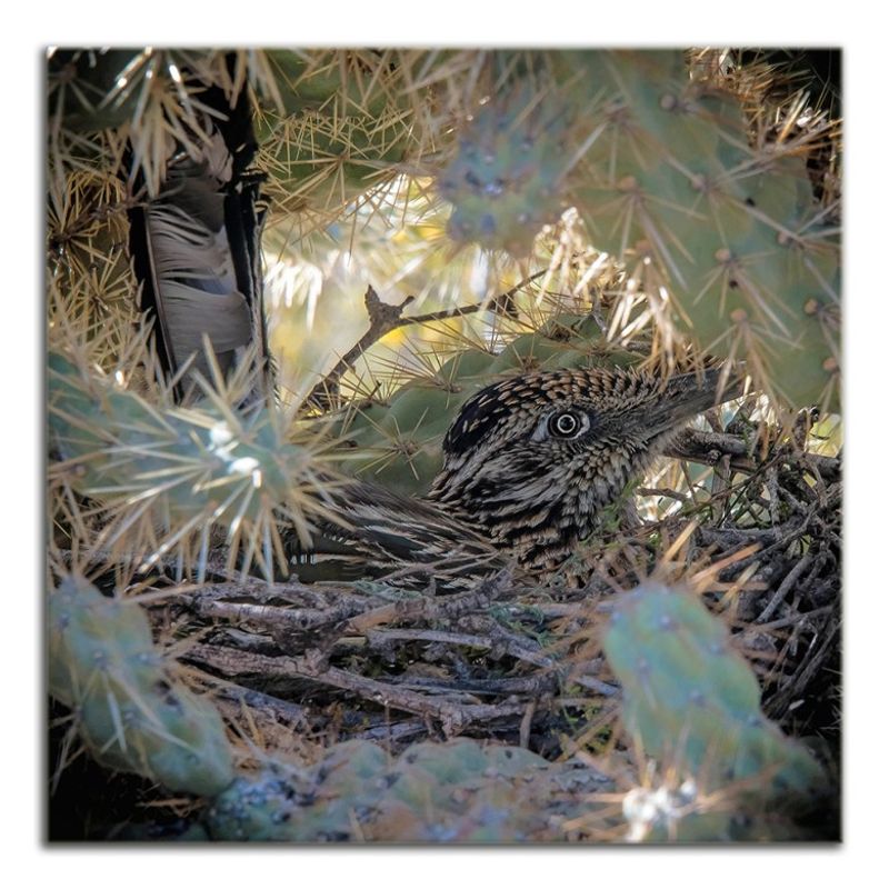 Nest-material transport can signal nearby breeding activity Nest-material transport can signal nearby breeding activity