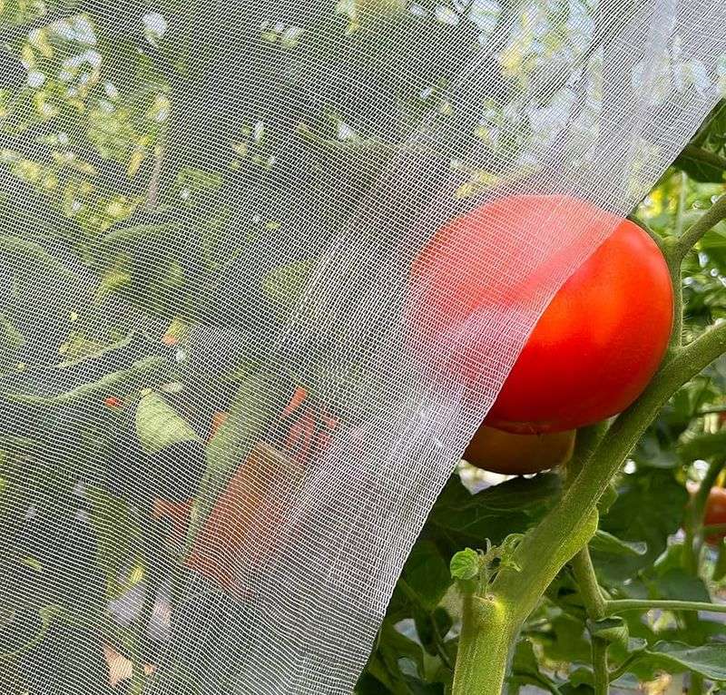 Netting and harvest can reduce ongoing injury Netting and harvest can reduce ongoing injury