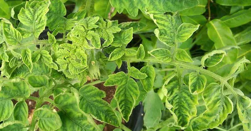 New growth exposes the warning signs