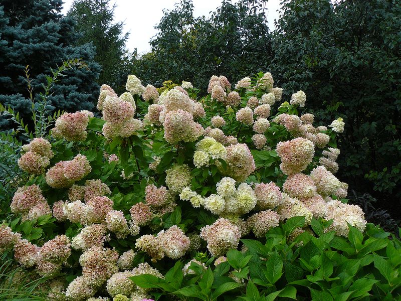 New-wood hydrangeas can take a different schedule