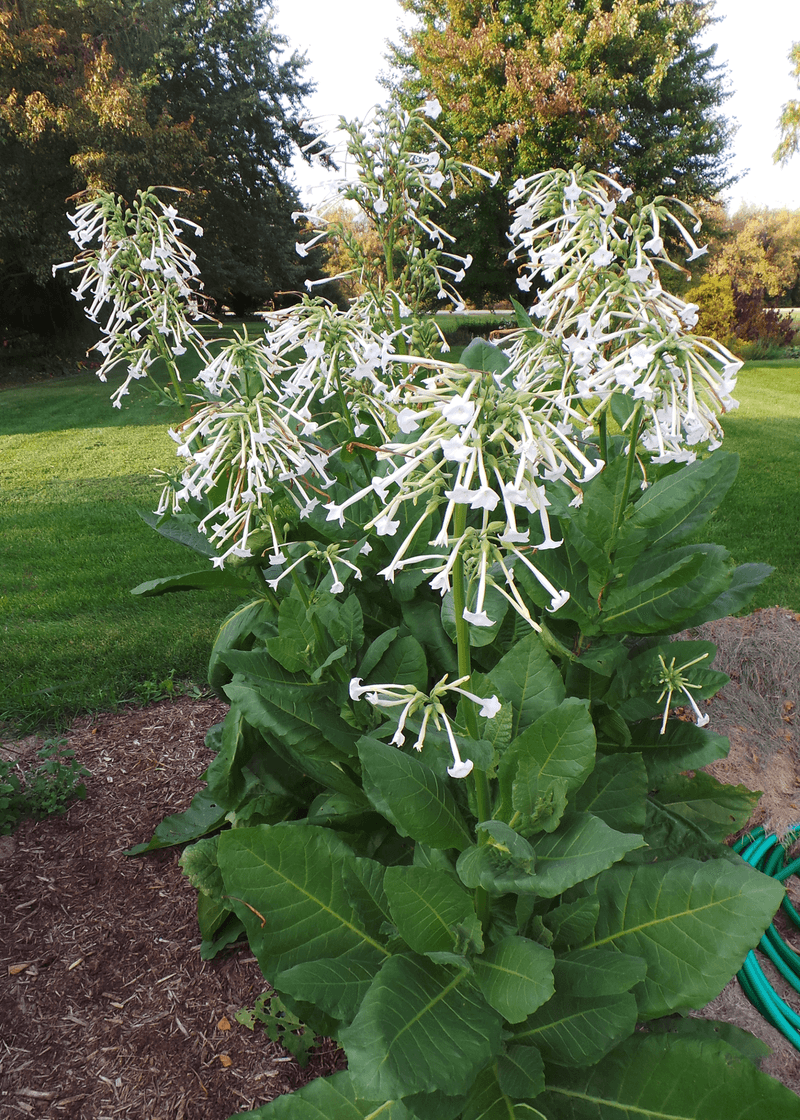 Nicotiana (Flowering Tobacco) Nicotiana (Flowering Tobacco)