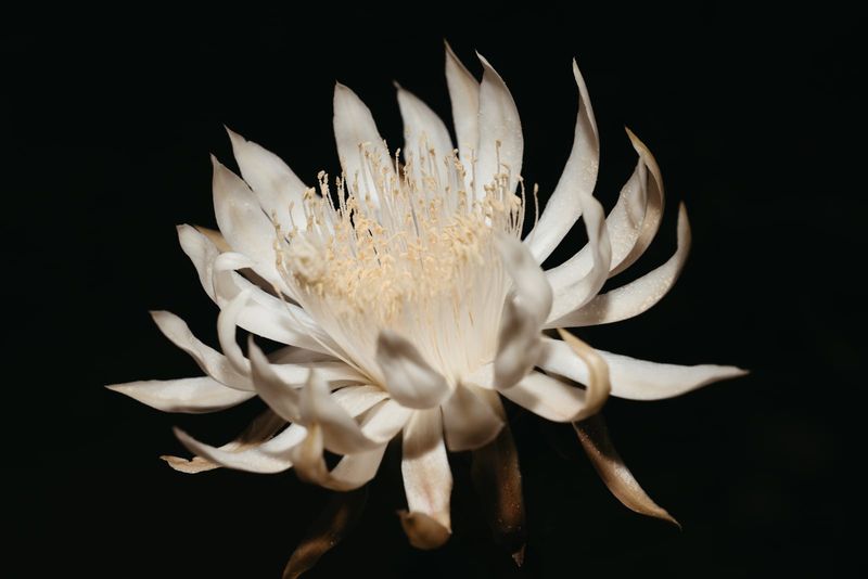 Night-Blooming Cereus (Peniocereus greggii) Night-Blooming Cereus (Peniocereus greggii)