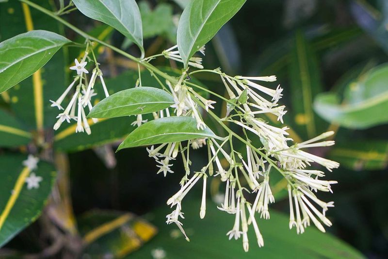 Night-Blooming Jasmine (Cestrum nocturnum) Night-Blooming Jasmine (Cestrum nocturnum)