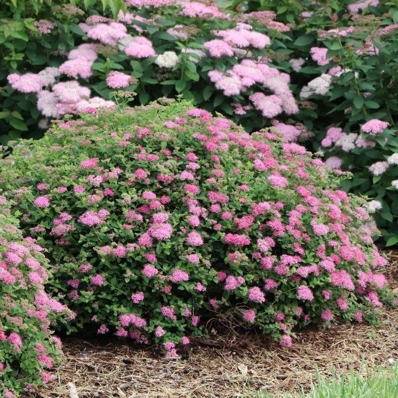 Spirea (Spiraea)