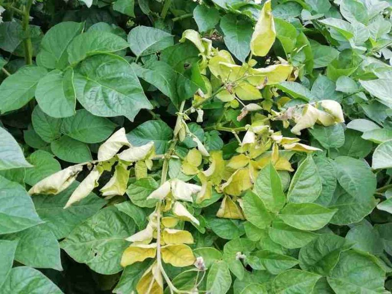 Natural vine dieback tells you when to start checking