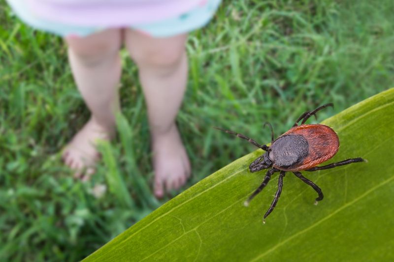 No evidence shows a living rosemary plant repels ticks around people