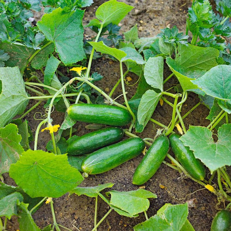 No kitchen ingredient guarantees a large cucumber harvest No kitchen ingredient guarantees a large cucumber harvest