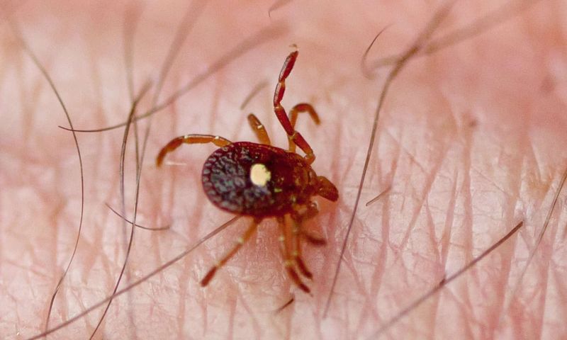 North Carolina does not follow a simple Northeast Lyme script