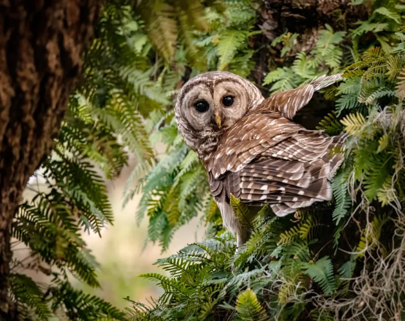 North Carolina’s owls need different landscapes
