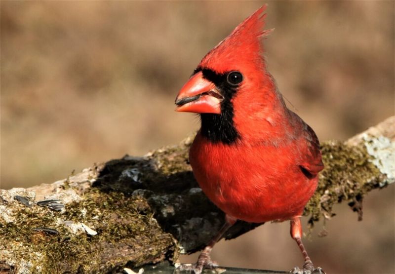 Northern Cardinal Northern Cardinal