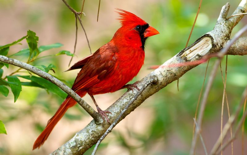 Northern Cardinal Northern Cardinal
