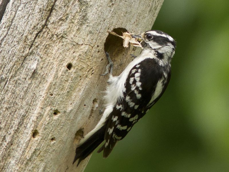 Downy Woodpecker