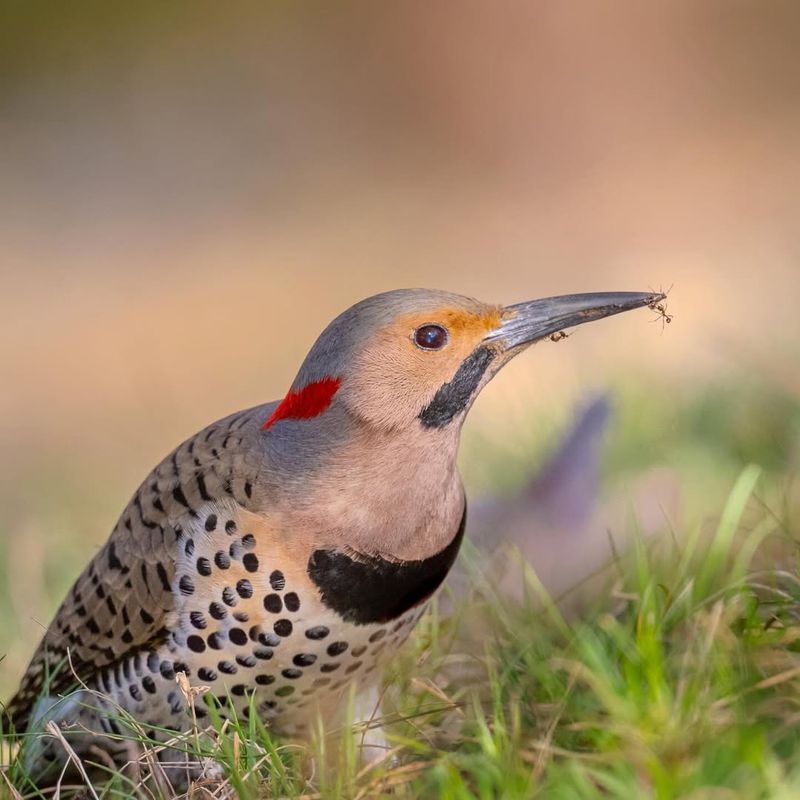 Northern Flicker Northern Flicker