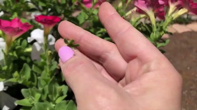 You Skipped Pinching and Deadheading