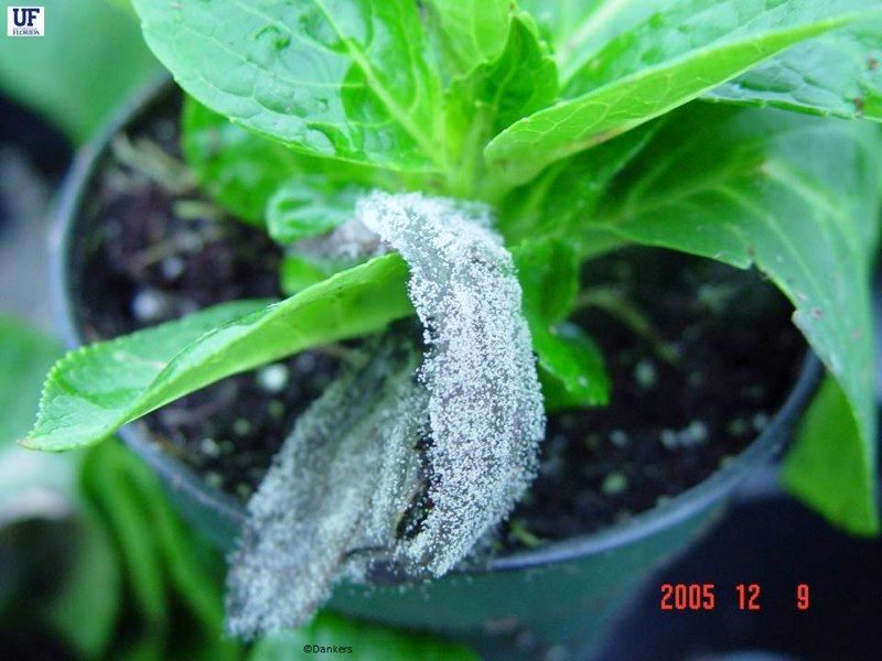 Fungal Diseases Like Botrytis
