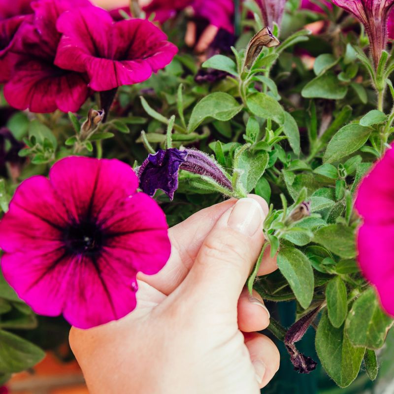 Small Habit, Big Payoff for Summer Color